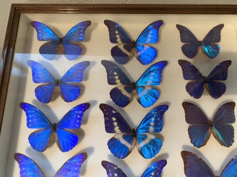 出張買取の池屋で買い取った蝶の標本の画像